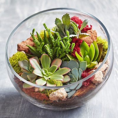 Succulent Arrangement